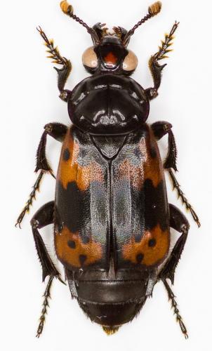 Nicrophorus nepalensis